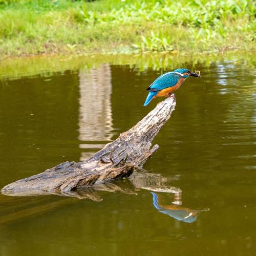 Vogelhut Retie (2023)