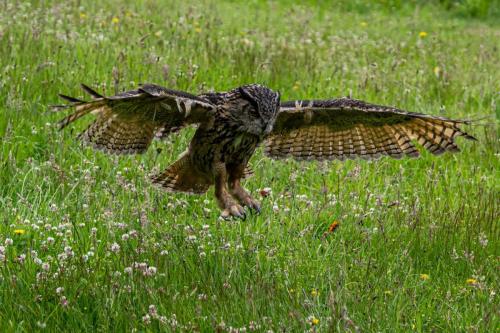 (Top)Volgels juni 2024